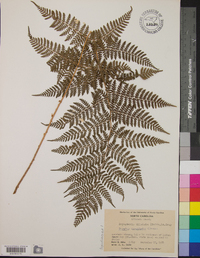 Dryopteris campyloptera image