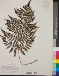 Dryopteris campyloptera image