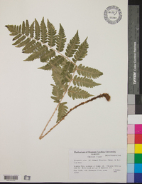 Dryopteris celsa image