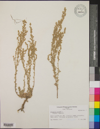 Artemisia frigida image