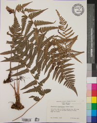 Dryopteris ludoviciana image