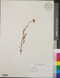 Aster alpinus image