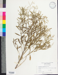 Baccharis angustifolia image