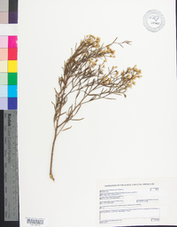 Baccharis angustifolia image