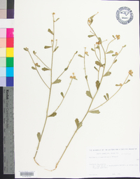 Baccharis glomeruliflora image