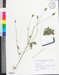 Bidens bipinnata image