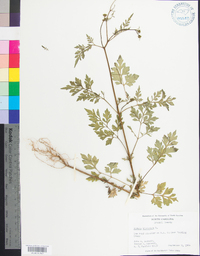 Bidens bipinnata image