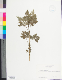 Bidens bipinnata image