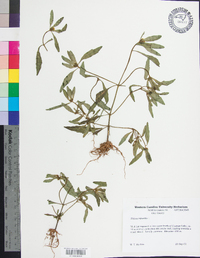 Bidens tripartita image