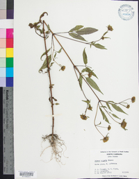 Bidens vulgata image