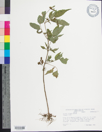 Bidens vulgata image