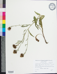 Centaurea stoebe subsp. micranthos image