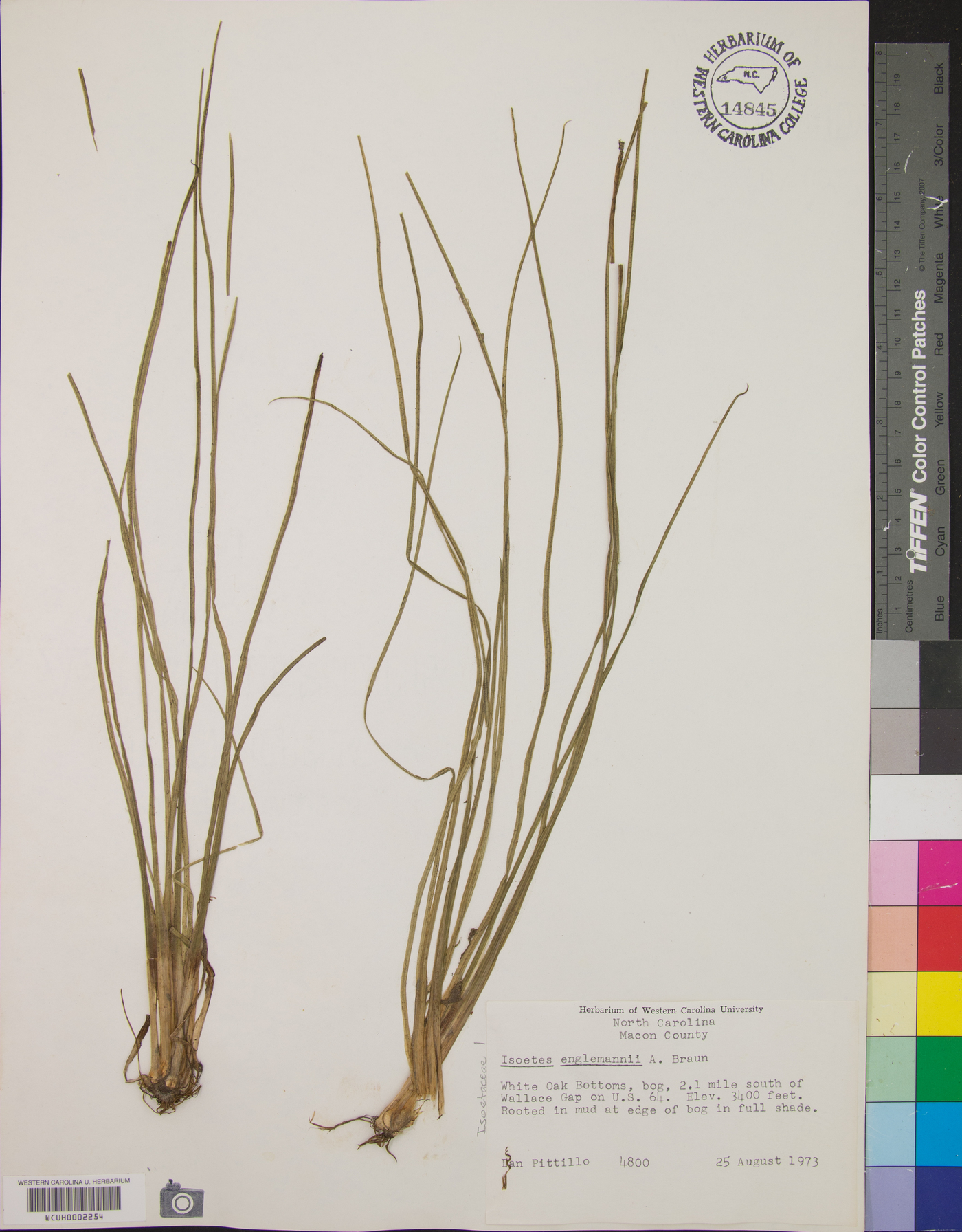 Isoëtes engelmannii image