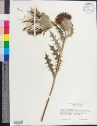 Cirsium horridulum image