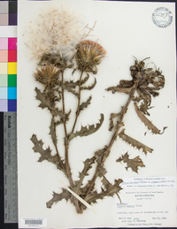 Cirsium horridulum image