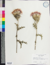 Cirsium pumilum image