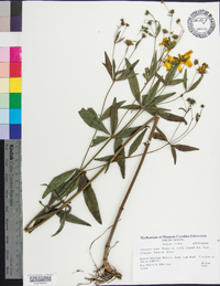 Coreopsis major image