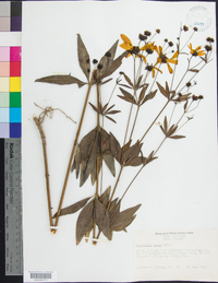 Coreopsis major image