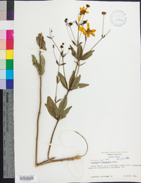 Coreopsis major image