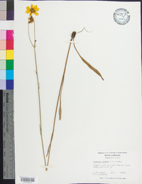 Coreopsis falcata image