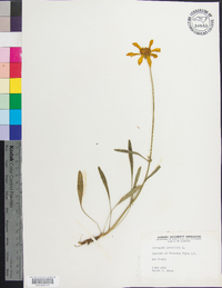 Coreopsis lanceolata image