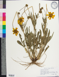 Coreopsis lanceolata image