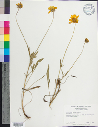 Coreopsis lanceolata image