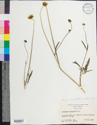 Coreopsis tinctoria image