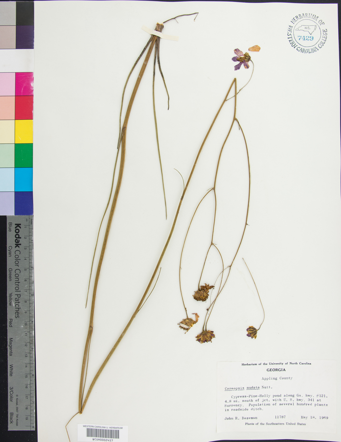 Coreopsis nudata image