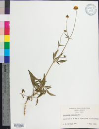 Coreopsis pubescens image