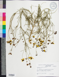 Coreopsis tinctoria image