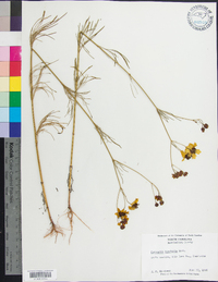 Coreopsis tinctoria image