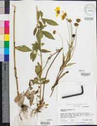 Coreopsis pubescens image