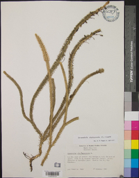 Lycopodiella alopecuroides image