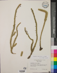 Lycopodiella alopecuroides image