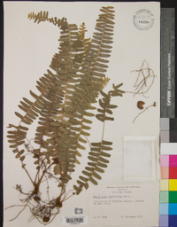 Nephrolepis cordifolia image