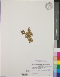 Botrychium matricariifolium image