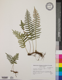 Polypodium appalachianum image