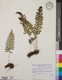 Polypodium appalachianum image