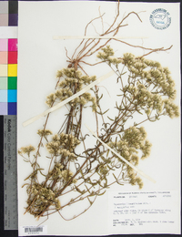 Eupatorium linearifolium image