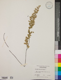 Adiantum capillus-veneris image