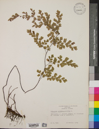 Adiantum capillus-veneris image