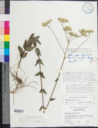 Eupatorium pilosum image