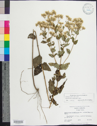 Eupatorium pubescens image