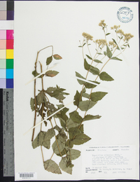 Eupatorium rotundifolium var. ovatum image