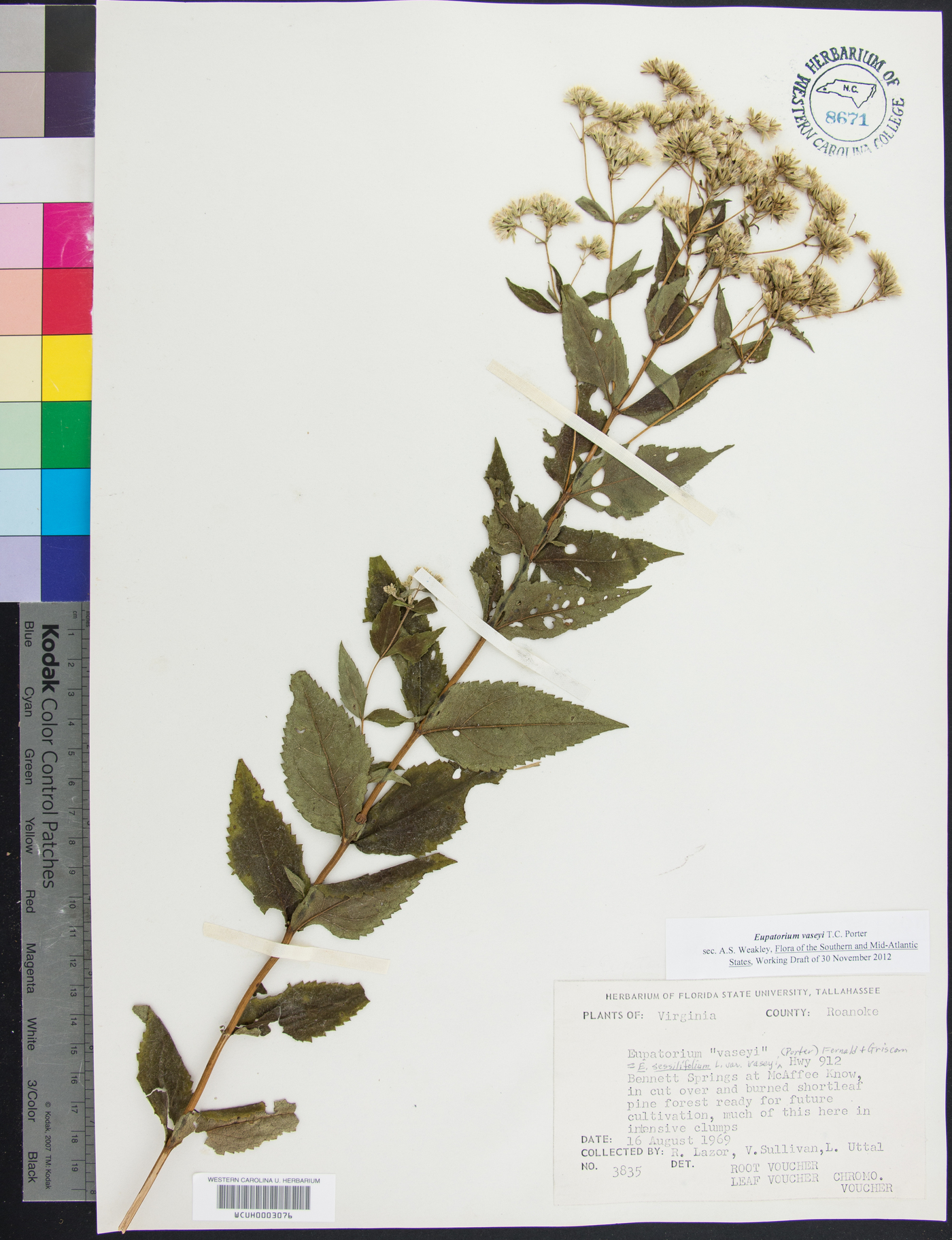 Eupatorium vaseyi image