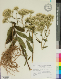 Eupatorium vaseyi image