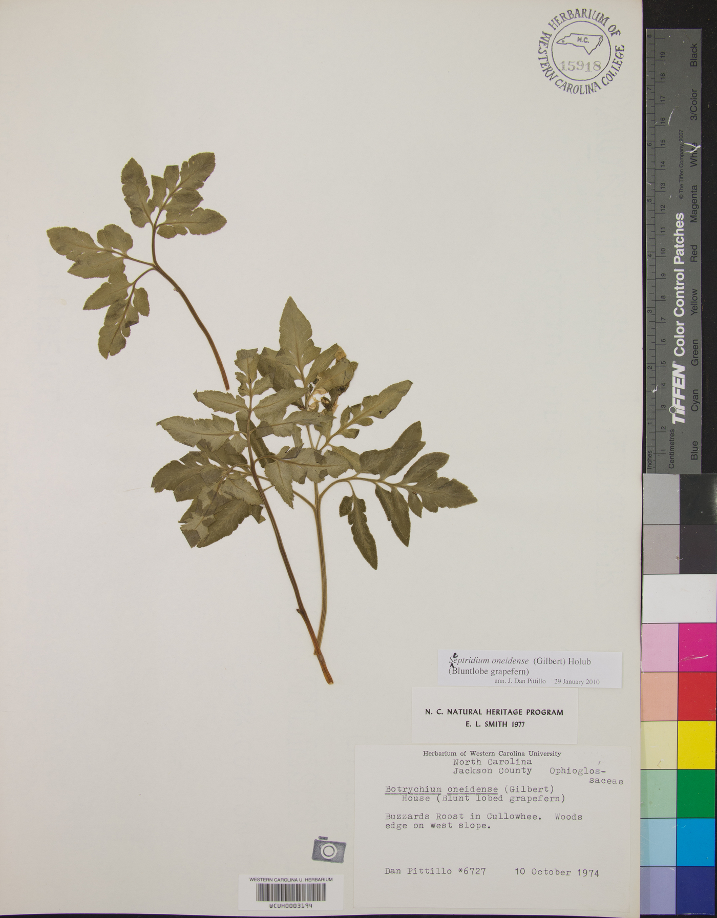 Sceptridium oneidense image