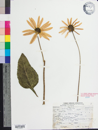 Helianthus atrorubens image