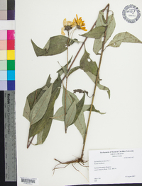 Helianthus decapetalus image